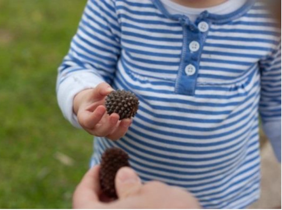 Early Childhood Natural Resources Pine Cone Texture